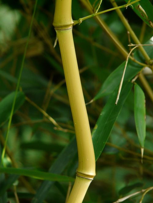 bamboo bamboo rods zickzag