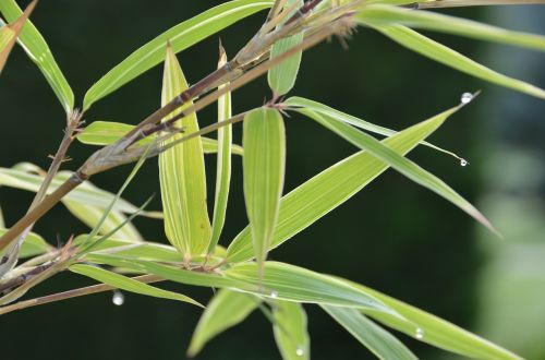 bamboo zen dew