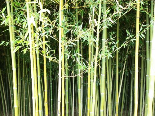 bamboo wall green