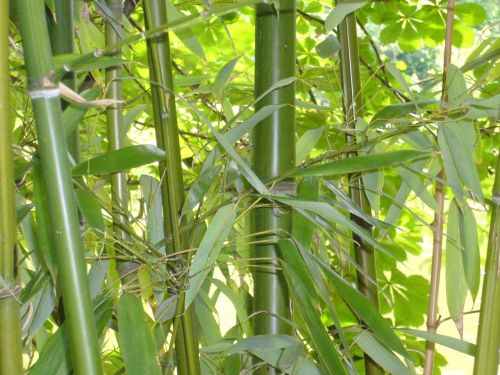 bamboo green background