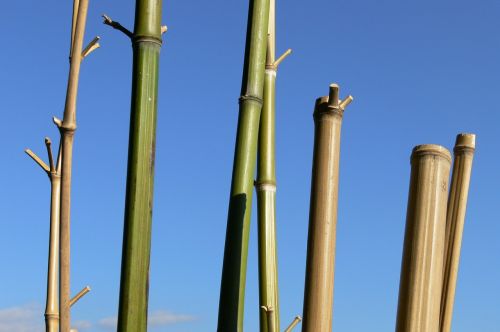 bamboo sky cannes