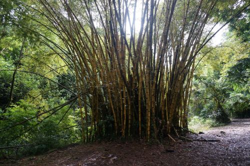 bamboo forest hawaii