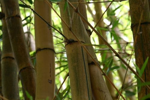 bamboo plants botany