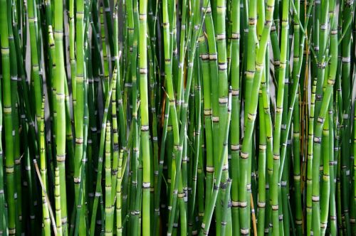 bamboo plant reed