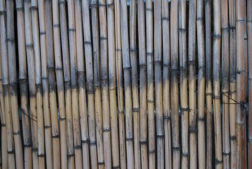 bamboo macro texture