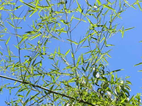 bamboo leaves sky