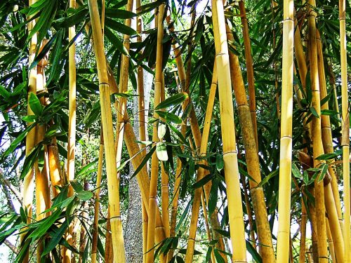 bamboo shrub leaves