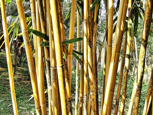 bamboo shrub leaves