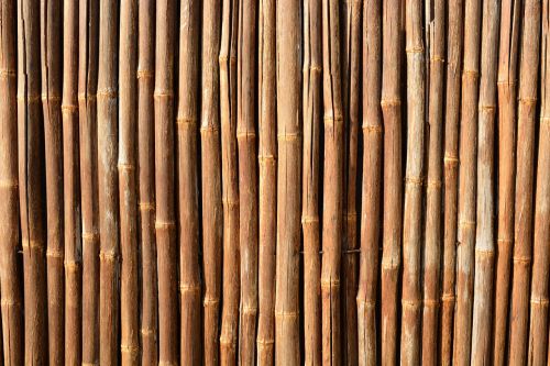 bamboo tropical natural