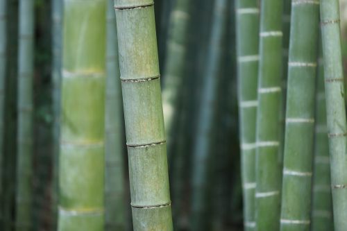 bamboo forest trunks