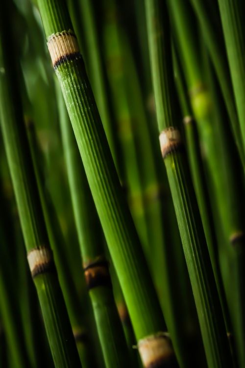 bamboo stems spires