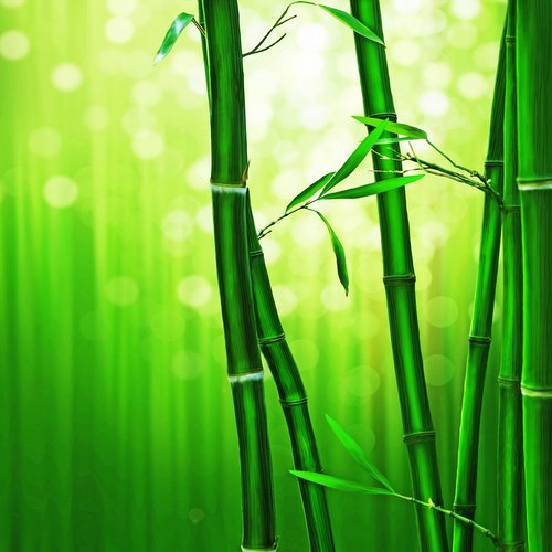 bamboo forest  green  bokeh