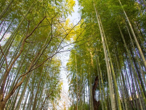 bamboo forest  bamboo  lane