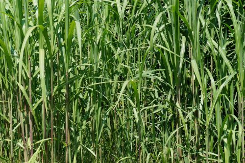 bamboo grass green texture