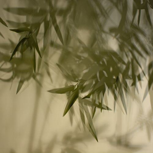 bamboo shadow curtain light