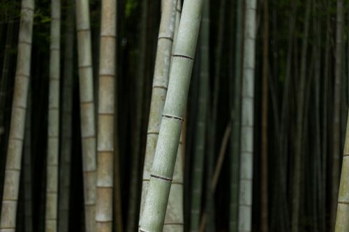 bamboos nature plant