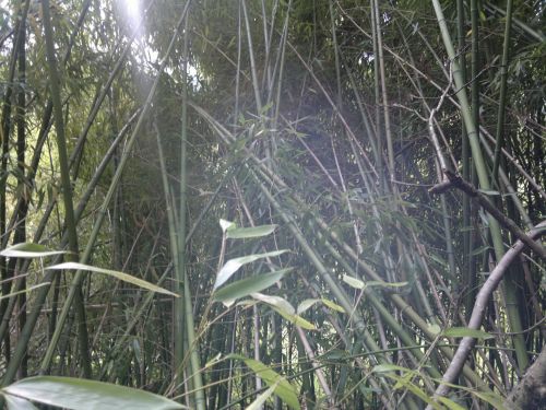 Bamboo Bambuseae Viridiglauc