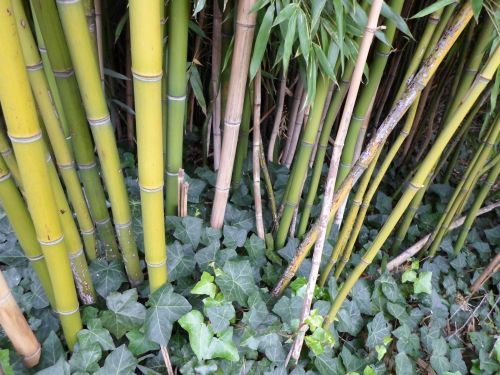 Bamboo, Thatch Vegetation 03