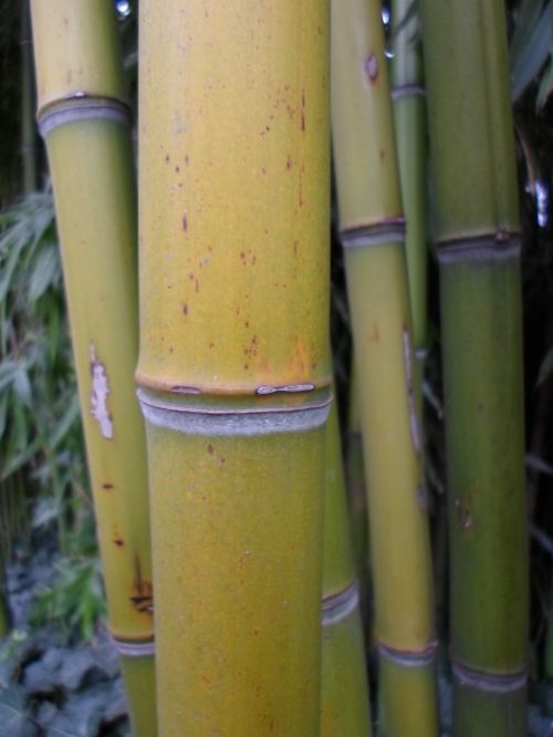Bamboo, Thatch Vegetation 06