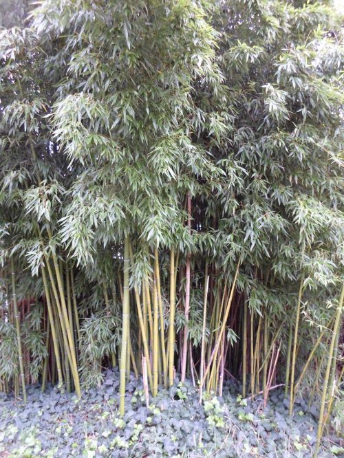 Bamboo, Thatch Vegetation 11
