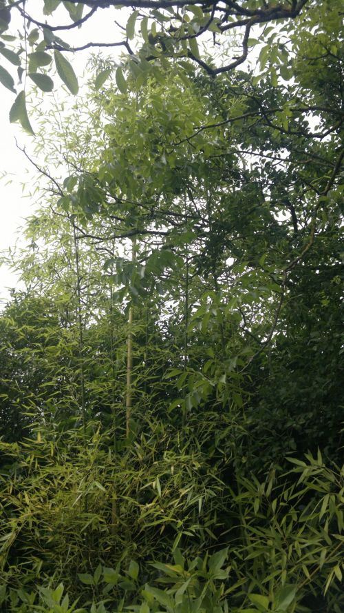 Bamboo And Vegetation