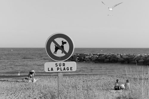 ban dog beach