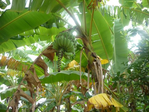 banana green plant
