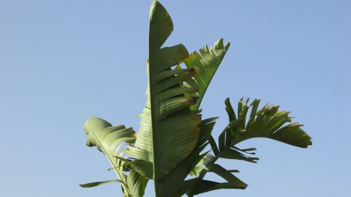 banana plant leaf
