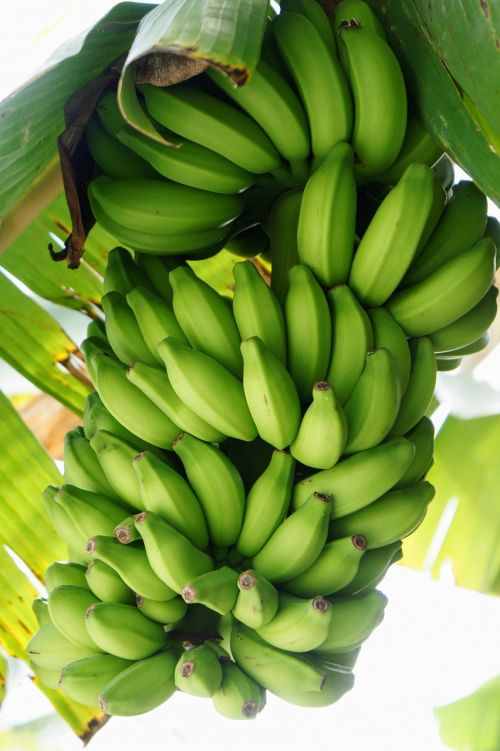banana shrub banana shrub