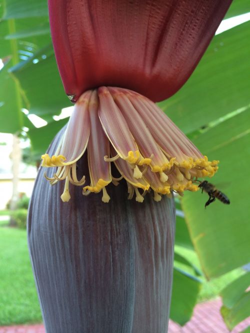 banana tree pollen
