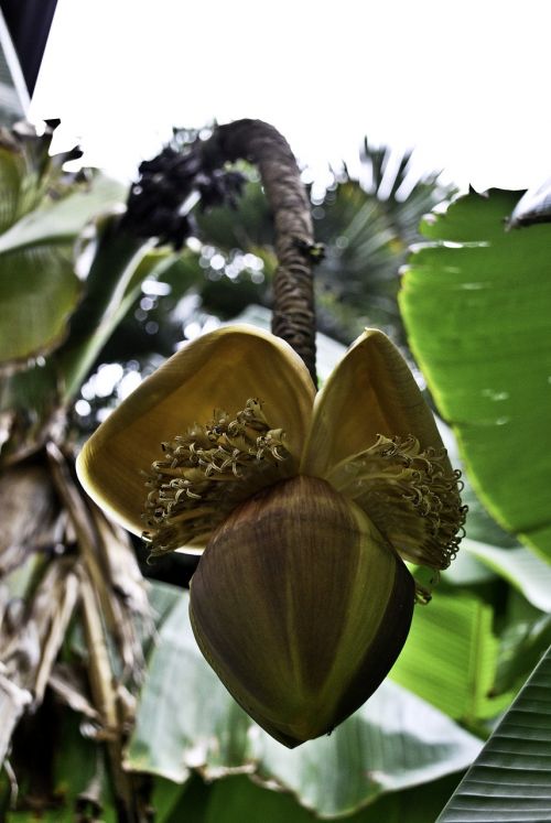 banana flower plant