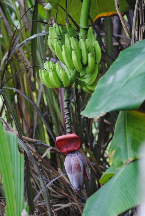 banana tree plant