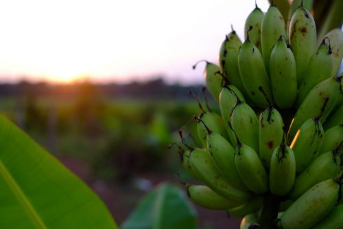 banana food organic