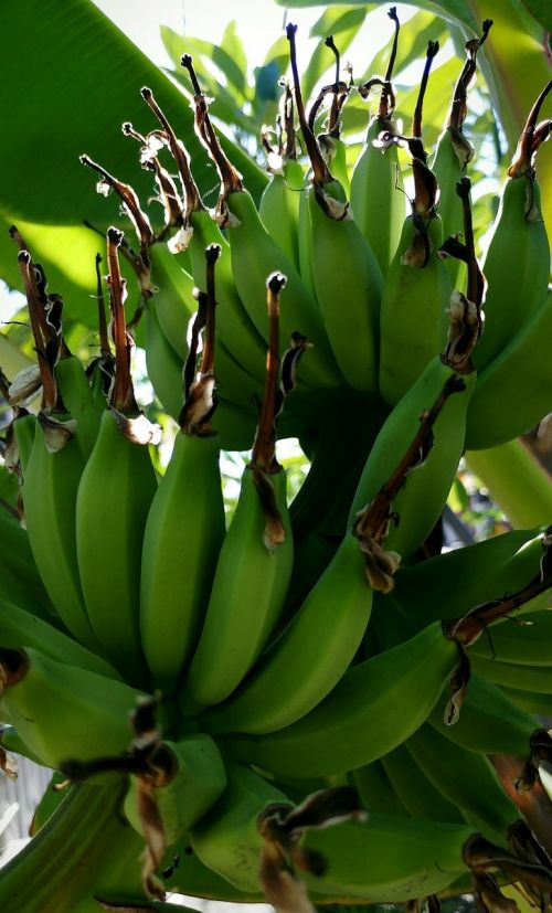 banana fruit plantation