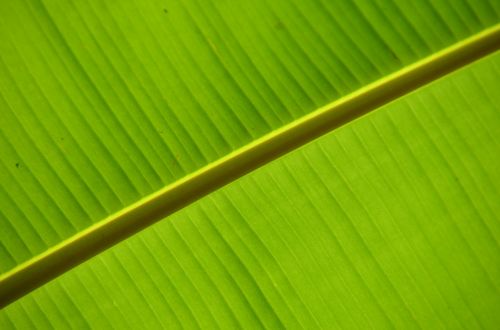 banana green leaves