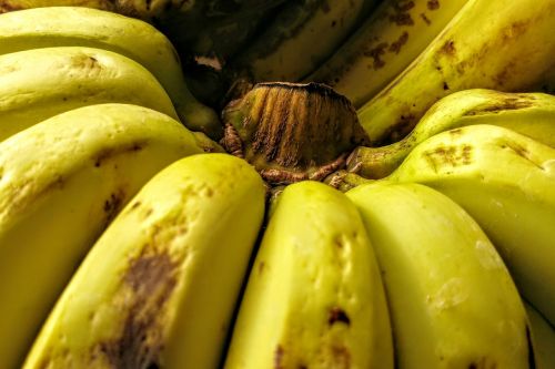 banana stem ripe