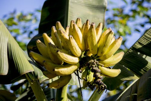 banana banana tree nutrition