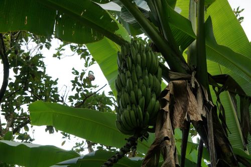 banana fruit nature