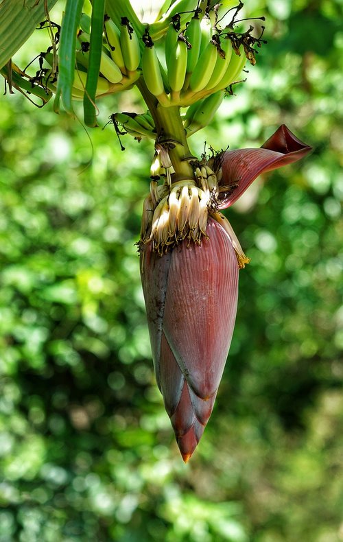 banana  tree  flower