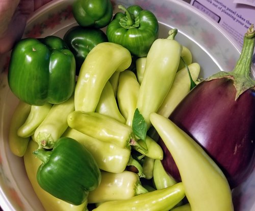 banana  peppers  garden