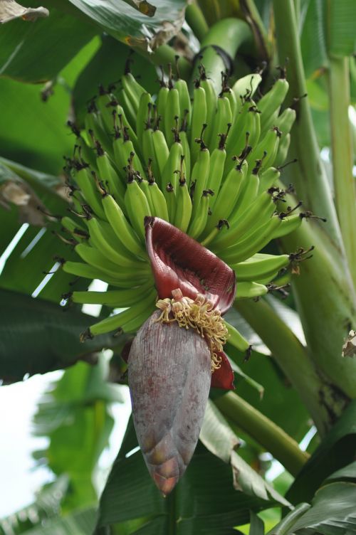 banana tree fruit