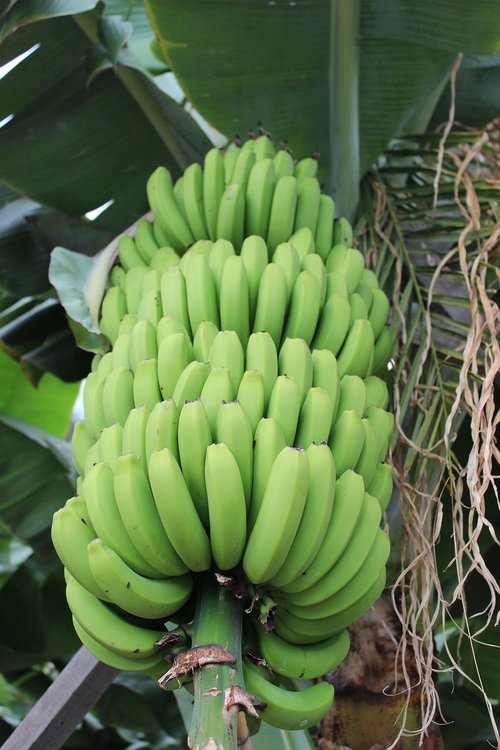banana  shrub  banana shrub