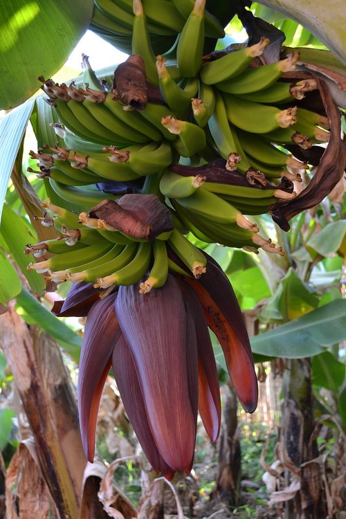 banana  flower  fruit