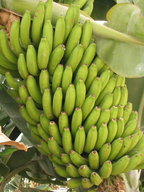 banana tenerife plantation