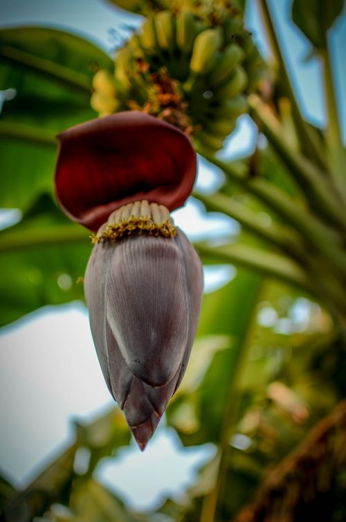 banana leaf natural