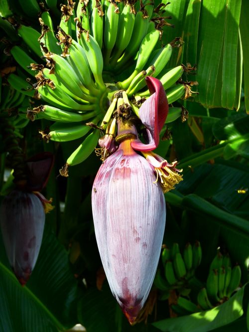 banana blossom bloom