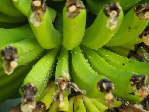 banana fruit drop of water