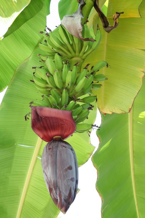 banana blooms tropics
