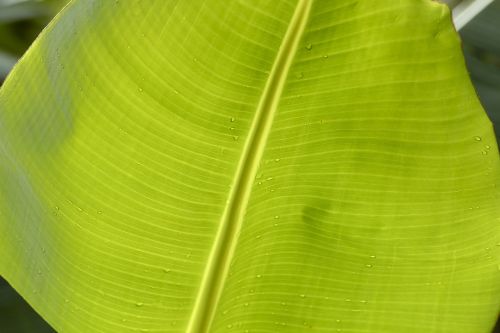 banana leaf green