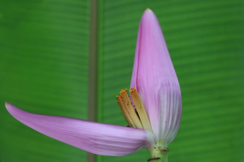 banana flower flower of banana plant banana tree